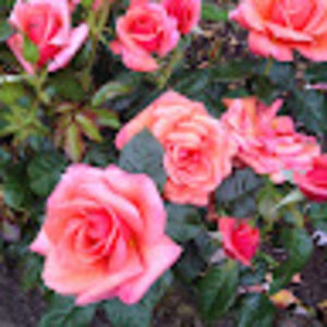 Meet your Posher, Angela